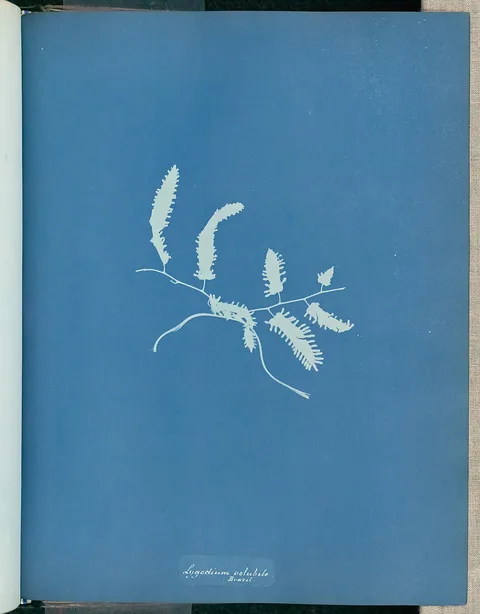 Anna Atkins, Lygodium volubile, Brazil