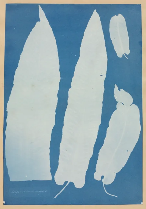 Anna Atkins, Scolopendrium Vulgare