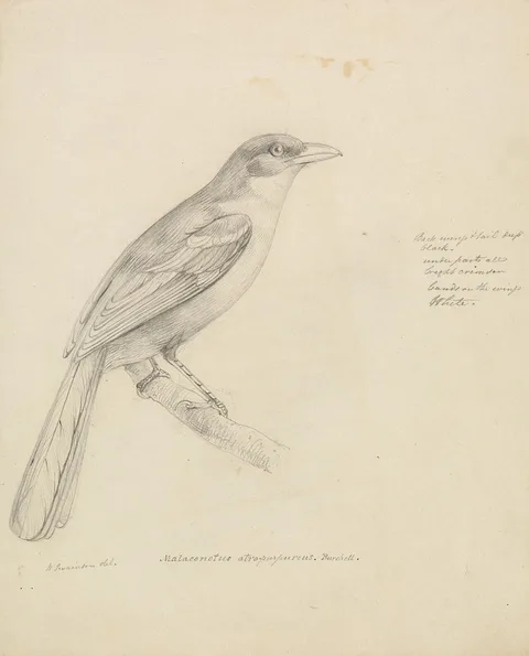 William Swainson, A Bird