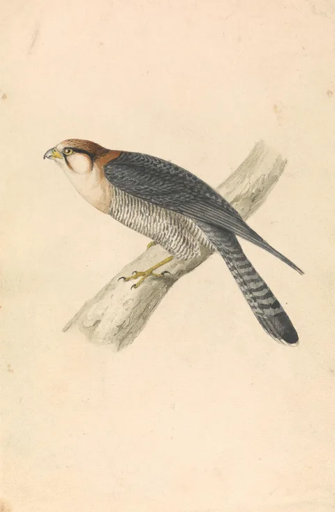 William Swainson, Rufous Necked Falcon