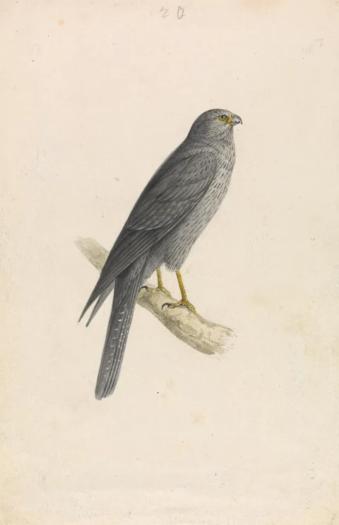 William Swainson, Sooty Falcon