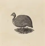 Thomas Bewick, Guinea Hen