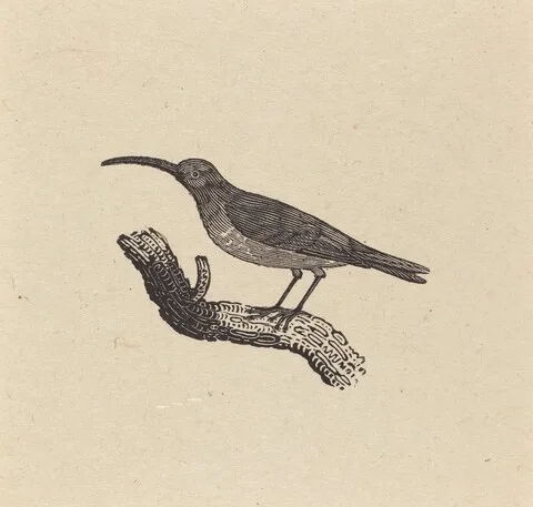 Thomas Bewick, A Bird