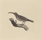 Thomas Bewick, A Bird