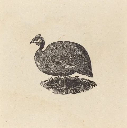 Thomas Bewick, Guinea Hen