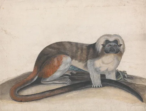Thomas Bewick, Study for "The Pinche or Red Tailed Monkey" (formerly the Cottenhead Marmoset)