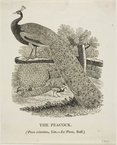 Thomas Bewick, Peacock