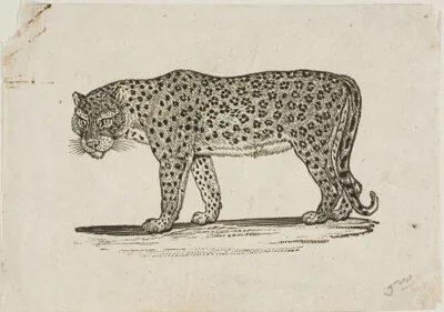 Thomas Bewick, Leopard