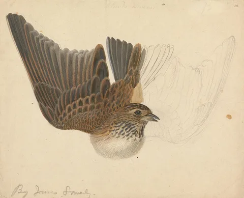 James Sowerby, A Bird with Wings Spread