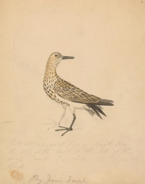 James Sowerby, A Bird