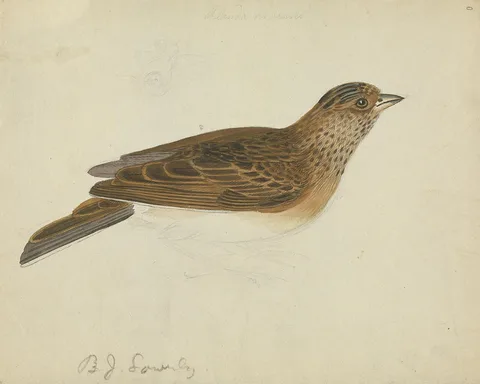 James Sowerby, A Bird