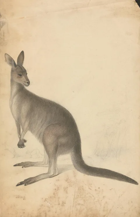James Sowerby, A Kangaroo with three kangaroos in the background