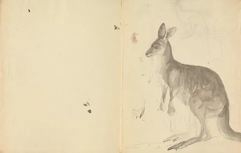 James Sowerby, Two Kangaroos with Details