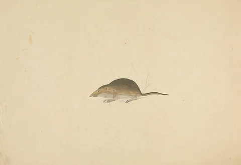 James Sowerby, A Shrew