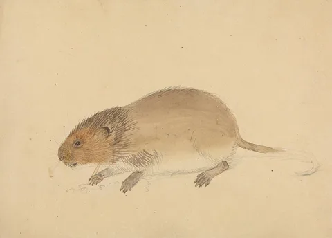James Sowerby, A Vole