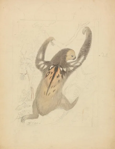 James Sowerby, A Three-fingered Sloth