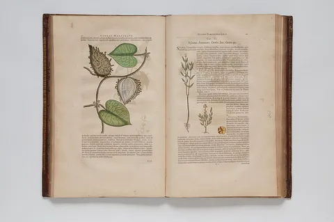 Georg Marcgrave, (Ilustrações botânicas)