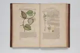 Georg Marcgrave, (Ilustrações botânicas)