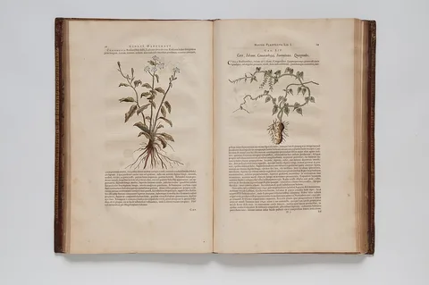 Georg Marcgrave, (Ilustrações botânicas)