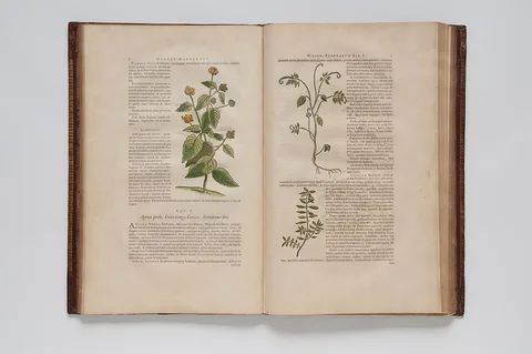 Georg Marcgrave, (Ilustrações botânicas)