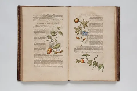 Georg Marcgrave, (Ilustrações botânicas)