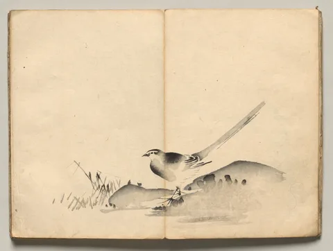 Maruyama Ōkyo, Azure-Winged Magpie from Ōkyo Picture Book