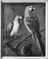 David Klöcker Ehrenstrahl, Two parrots