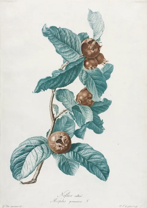 Gerard van Spaendonck, Cultivated Medlar (Mespilus germanica)