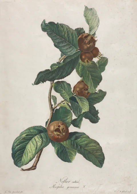 Gerard van Spaendonck, Cultivated Medlar (Mespilus germanica)