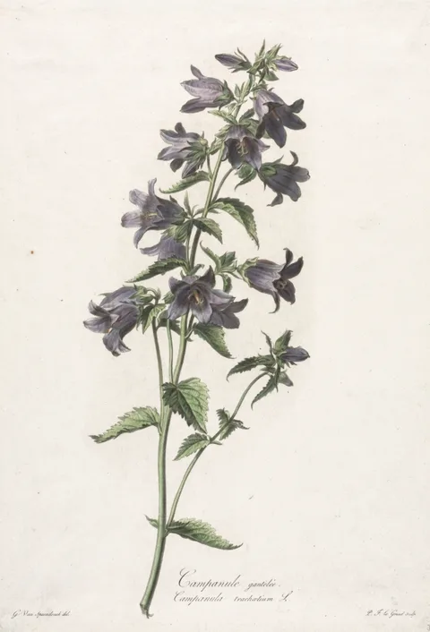 Gerard van Spaendonck, Fleurs dessinées d'après nature:  Campanule gantelée