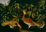 Rubens Peale, Two Ruffed Grouse in Underbrush