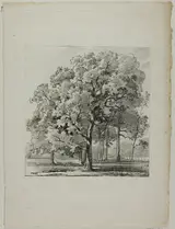 Louis-Pierre Baltard, Study of Trees