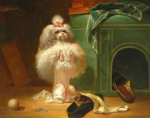 Jean-Jacques Bachelier, Dog of the Havana Breed