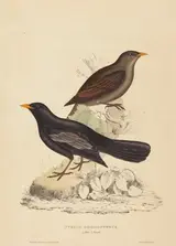 Elizabeth Gould, Turdus Poecilopterus (Aztec Thrush)