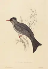 Elizabeth Gould, Hypsipetes Psaroides (Black Bulbul)