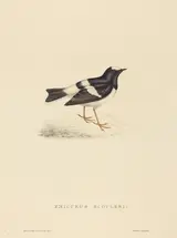 Elizabeth Gould, Enicurus Scouleri (Little Forktail)