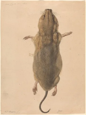 Johann Rudolph Schellenberg, A Field Mouse, from Above