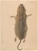 Johann Rudolph Schellenberg, A Field Mouse, from Above
