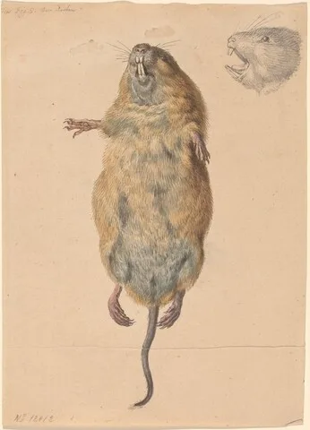Johann Rudolph Schellenberg, A Field Mouse, from Below
