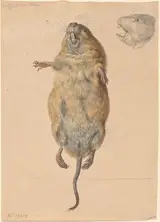Johann Rudolph Schellenberg, A Field Mouse, from Below