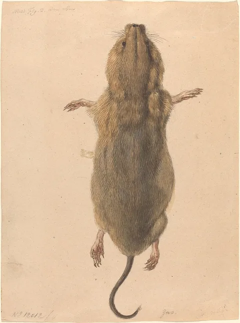 Johann Rudolph Schellenberg, A Field Mouse, from Above