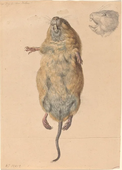 Johann Rudolph Schellenberg, A Field Mouse, from Below