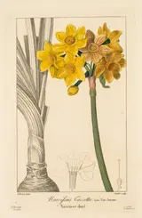 Pancrace Bessa, Flore des Jardiniers,  Amateurs et Manufacturiers:  Polyanthus or Cluster Narcissus