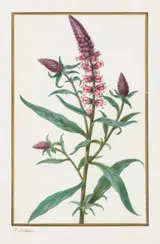 Pancrace Bessa, Untitled