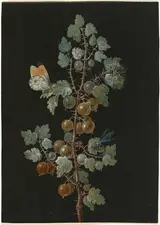 Barbara Regina Dietzsch, A Branch of Gooseberries with a Dragonfly, an Orange-Tip Butterfly, and a Caterpillar
