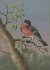 Barbara Regina Dietzsch, Eurasian Bullfinch