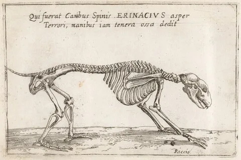 Filippo Napoletano, Skeleton of a Hedgehog