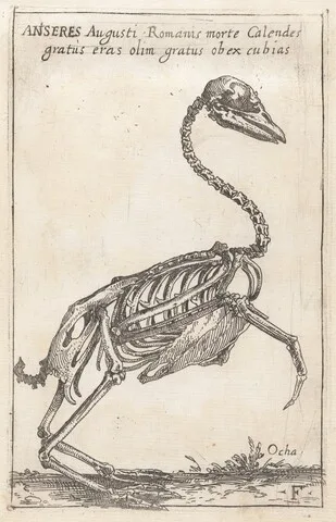 Filippo Napoletano, Skeleton of a Goose