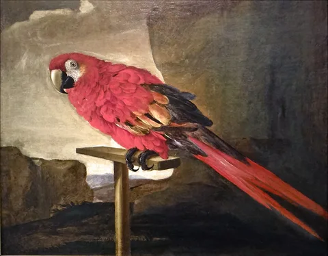 Tommaso Salini, Red Ara