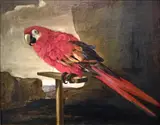 Tommaso Salini, Red Ara